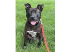 Adopt Bungalow a Mixed Breed