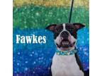 Adopt Fawkes a Pit Bull Terrier