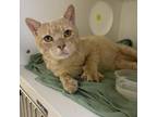 Adopt Gilly a Domestic Short Hair