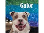 Adopt Gator a Pit Bull Terrier