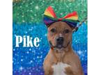 Adopt Pike a Mixed Breed