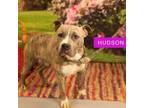 Adopt Hudson a Pit Bull Terrier