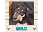 Adopt Milo a Labrador Retriever