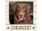 Adopt Hershey a Labrador Retriever