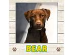 Adopt Bear a Labrador Retriever