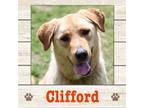 Adopt Clifford a Labrador Retriever