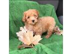 Goldendoodle Puppy for sale in Clarita, OK, USA