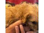 Cavapoo Puppy for sale in Rainsville, AL, USA