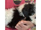 Cavapoo Puppy for sale in Rainsville, AL, USA