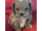 Cavapoo Puppy for sale in Rainsville, AL, USA