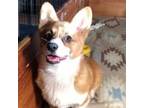 Pembroke Welsh Corgi Puppy for sale in Hollister, CA, USA