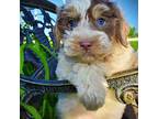 Havanese Puppy for sale in Marshfield, MO, USA