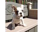 French Bulldog Puppy for sale in Easton, KS, USA