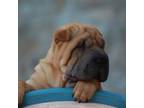 Chinese Shar-Pei Puppy for sale in Miami, FL, USA