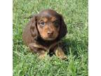 Dachshund Puppy for sale in Big Cabin, OK, USA