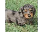 Dachshund Puppy for sale in Big Cabin, OK, USA