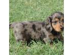 Dachshund Puppy for sale in Big Cabin, OK, USA