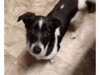 Adopt Joe Terrier a Jack Russell Terrier, Mixed Breed