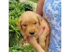 Golden Retriever Puppy for sale in Jonesborough, TN, USA