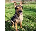 German Shepherd Dog Puppy for sale in Winchester, KY, USA