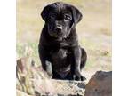 Cane Corso Puppy for sale in Kennewick, WA, USA