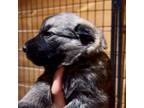German Shepherd Dog Puppy for sale in Ontario, CA, USA