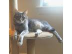 Adopt Pinky fka Beastie Boys Mike D a Domestic Short Hair