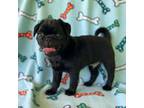 Pug Puppy for sale in Olive Hill, KY, USA