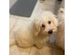 Bichon Frise Puppy for sale in Newton, NC, USA