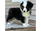 Australian Shepherd Puppy for sale in Macomb, IL, USA