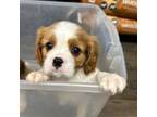 Cavalier King Charles Spaniel Puppy for sale in Sebree, KY, USA
