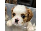 Cavalier King Charles Spaniel Puppy for sale in Sebree, KY, USA