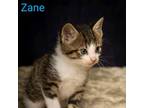 Adopt Kitten: Zane a Domestic Medium Hair