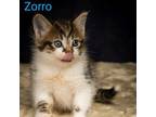 Adopt Kitten: Zorro a Domestic Medium Hair