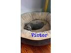 Adopt Kitten: Victor a Domestic Short Hair