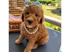 Mutt Puppy for sale in Eatonton, GA, USA