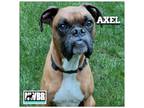 Adopt Axel 2024-1 a Boxer