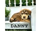 Adopt Danny a Boxer, Siberian Husky