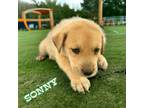 Adopt Sonny a Boxer, Siberian Husky