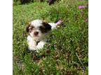 Shih Tzu Puppy for sale in Wirtz, VA, USA