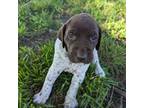 German Shorthaired Pointer Puppy for sale in Trenton, MO, USA