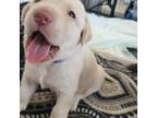 Labrador Retriever Puppy for sale in Miami Gardens, FL, USA