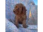 Mutt Puppy for sale in Hopkinsville, KY, USA