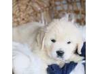 Golden Retriever Puppy for sale in Morrill, KS, USA