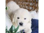 Golden Retriever Puppy for sale in Morrill, KS, USA