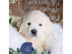 Golden Retriever Puppy for sale in Morrill, KS, USA