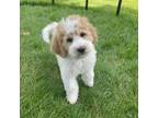 Goldendoodle Puppy for sale in Battle Creek, MI, USA