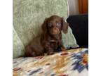 Dachshund Puppy for sale in Brighton, MO, USA