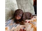 Dachshund Puppy for sale in Brighton, MO, USA