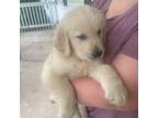 Golden Retriever Puppy for sale in Louisville, KY, USA